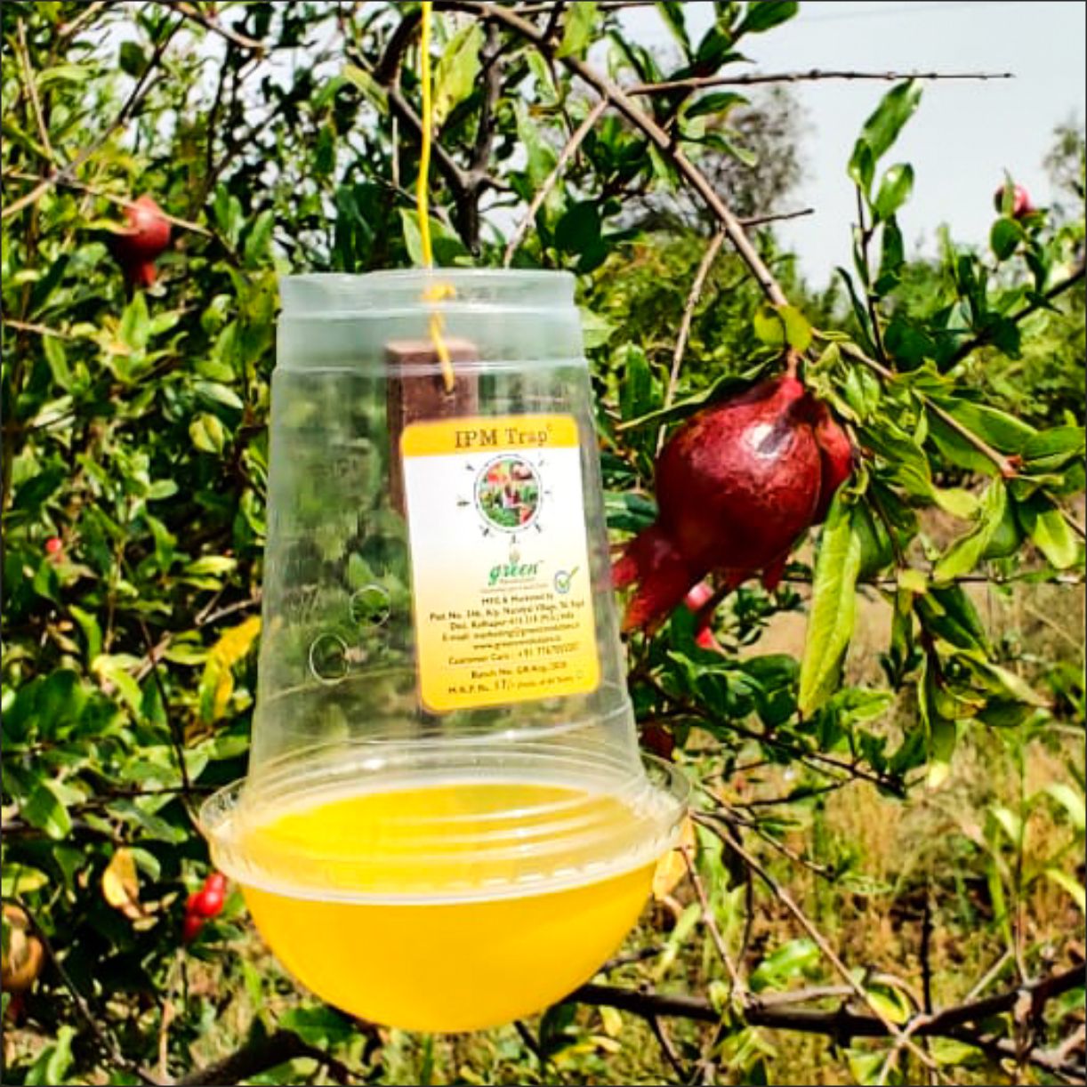 Green Revolution Fruit Fly Lure