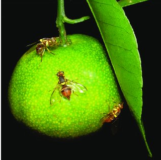 Combo Pack of Max Plus Pheromone Trap + Fruit Fly Pheromone Lure