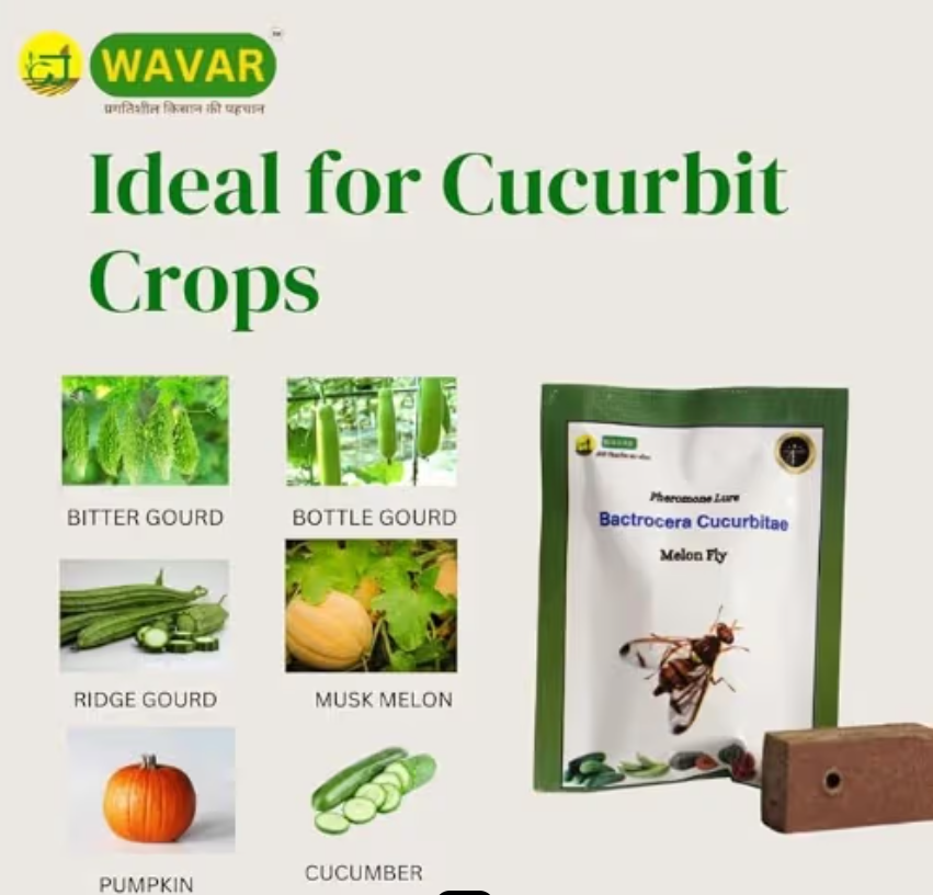 Wavar Fruit Fly Trap with Cucurbitae Lure