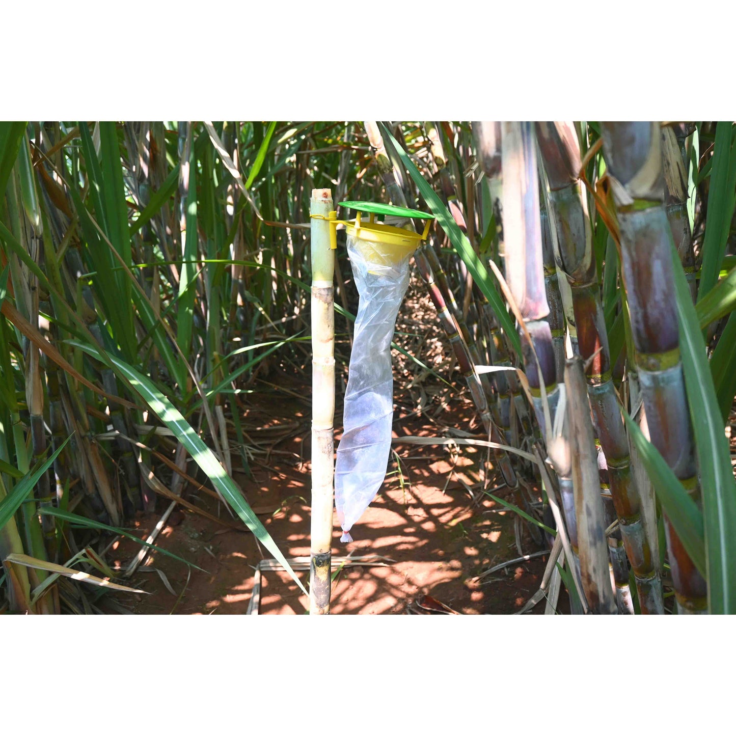 Green Revolution Funnel Trap With Sugarcane Top-B Lure