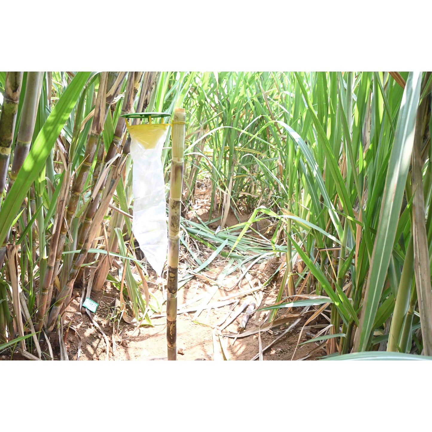 Green Revolution Funnel Trap With Sugarcane Top-B Lure