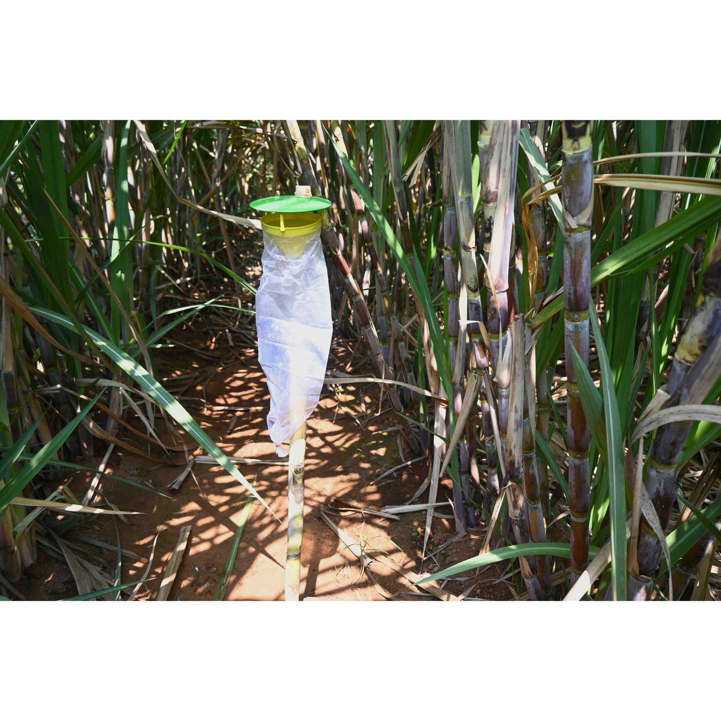 Green Revolution Funnel Trap With Sugarcane Top-B Lure