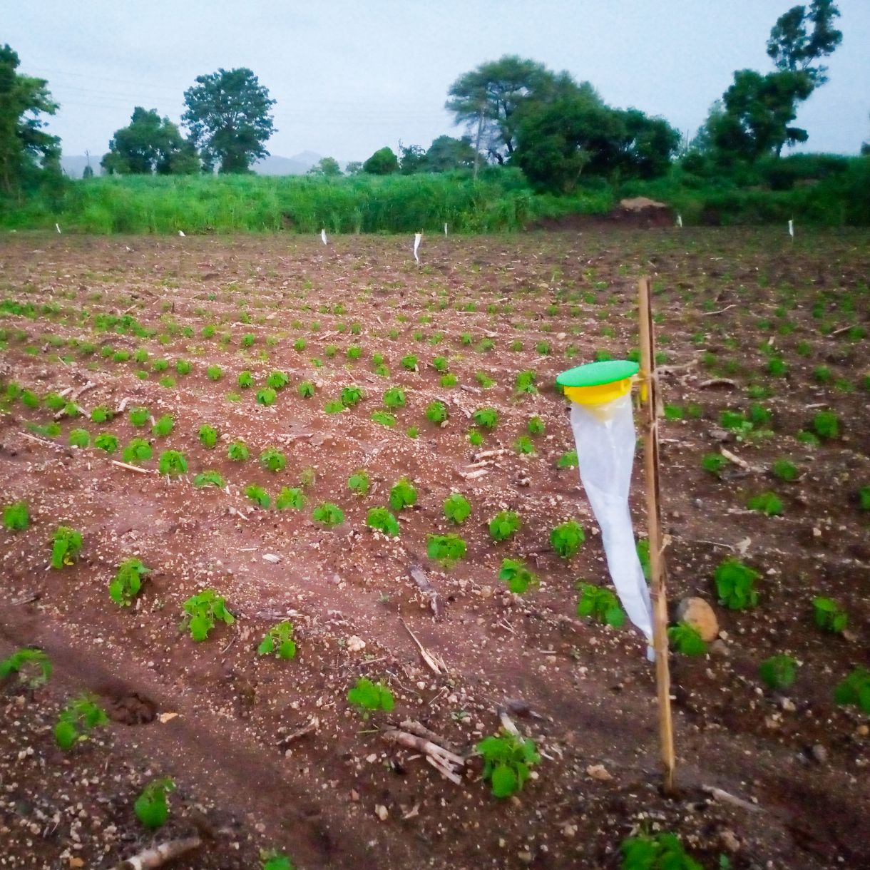 Green Revolution Funnel Trap