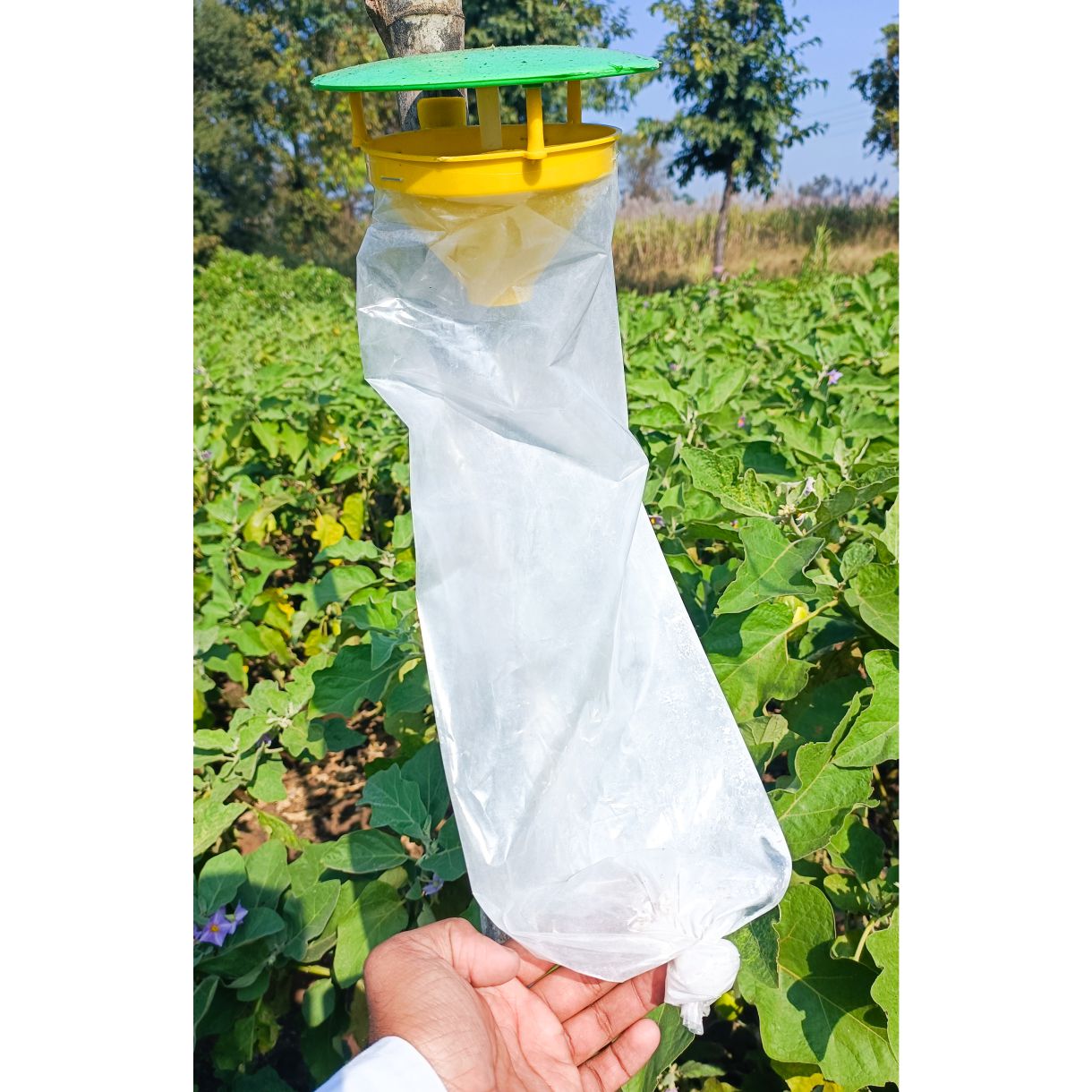 Green Revolution Funnel Trap