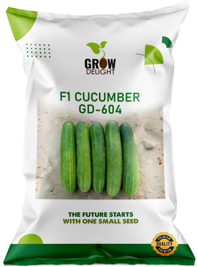 Cucumber / Kakri F1 GD-604