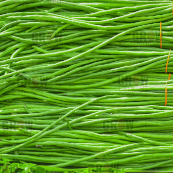 Grow Delight Yard Long Beans GD-11