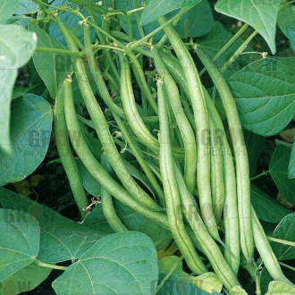 Grow Delight French Beans GD-22