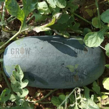 Grow Delight F1 Watermelon GD-395