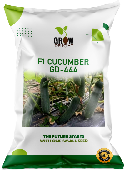 Cucumber / Kakri F1 GD-444