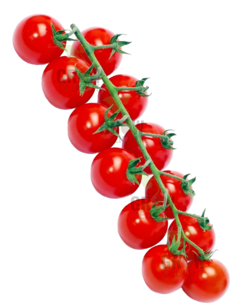 Grow Delight Cherry Tomato Red GD 44