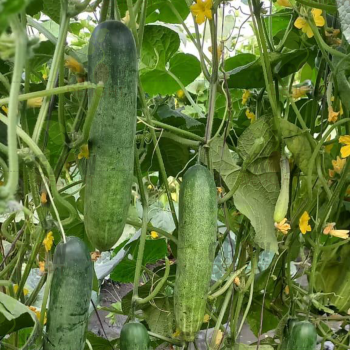 Cucumber / Kakri F1 GD-848