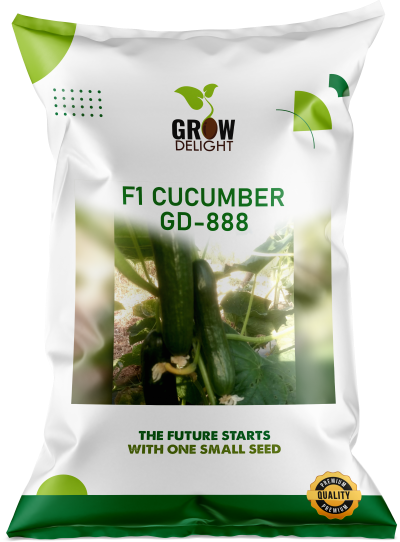 Cucumber / Kakri F1 GD-888