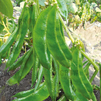 Grow Delight Dolichos Beans GD-98