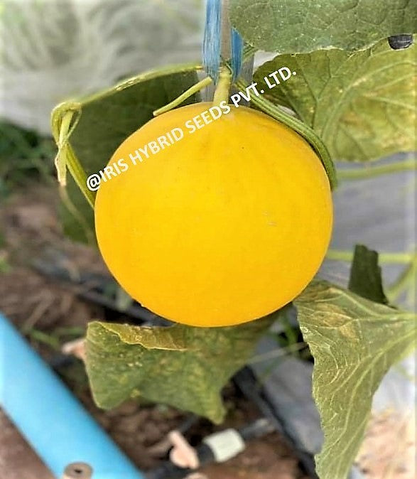 Muskmelon / Kharbooja F1 Iris Goldy-09