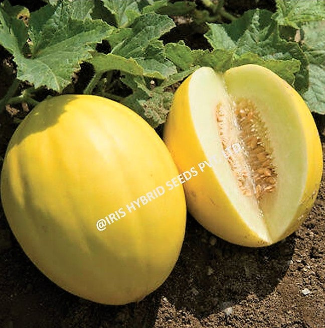 Muskmelon / Kharbooja F1 Iris Goldy-09