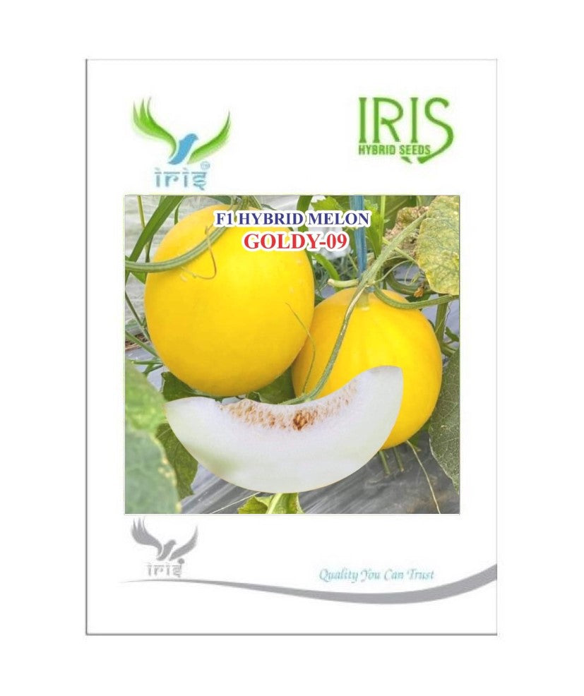 Muskmelon / Kharbooja F1 Iris Goldy-09