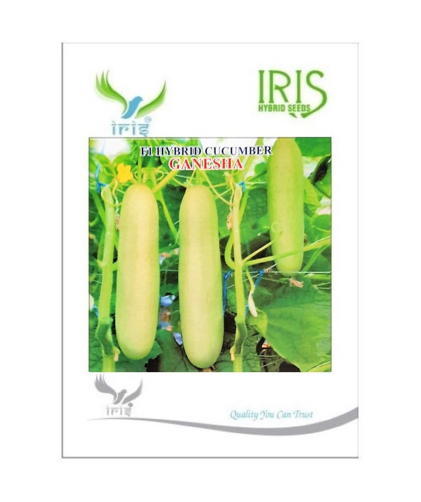 Cucumber / Kakri F1 Iris Ganesha