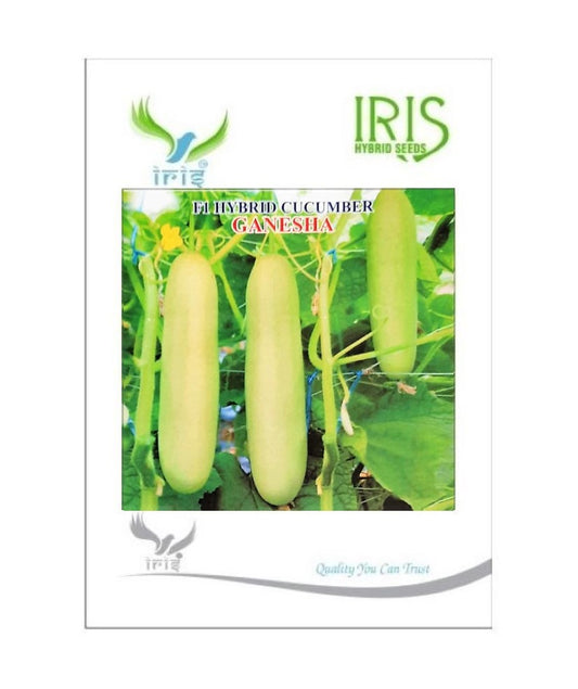 Cucumber / Kakri F1 Iris Ganesha