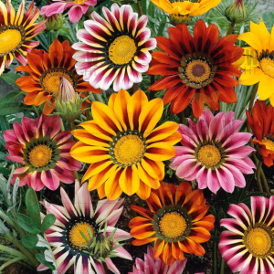 Grow Delight Imported Gazania Sunshine Mix