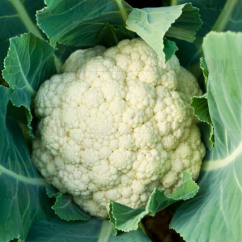 Cauliflower F1 Early White Glacier