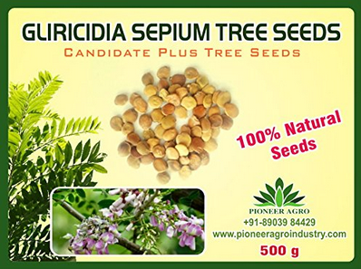 Gliricidia Sepium Tree Seed