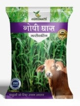 Fodder Gopi Ghas Seed