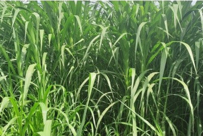 Fodder Gopi Ghas Seed
