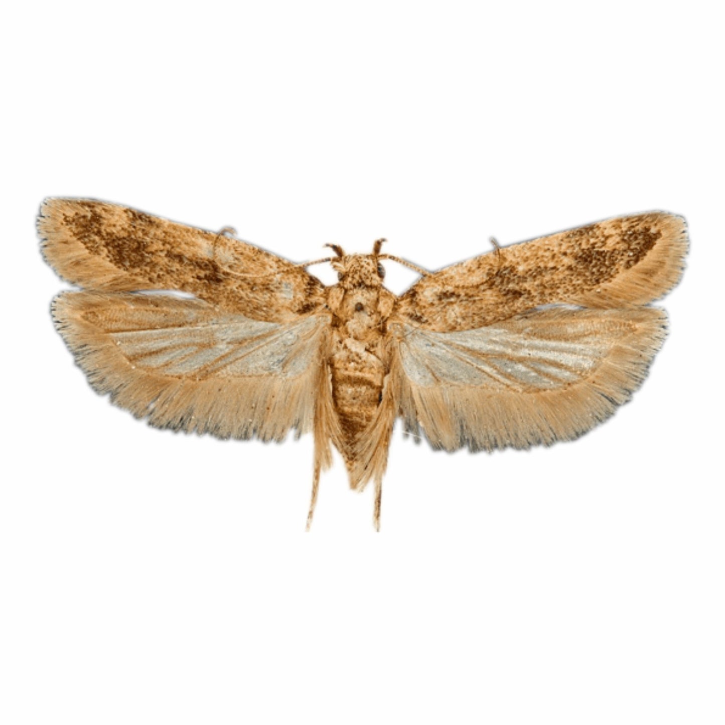 Green Revolution Gulabi Fly Lure / Pectinophora Gossypiella Pheromone Lure