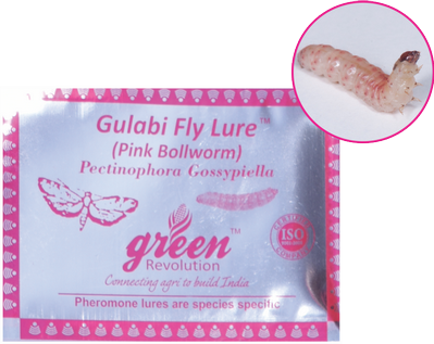 Gulabi Fly Lure / Pectinophora Gossypiella Pheromone Lure