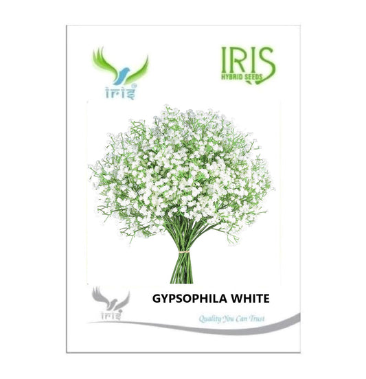 Iris Imported Gypsophila White