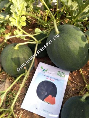 Watermelon F1 Iris Hakim (Sugar Baby Type)