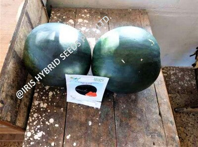 Watermelon F1 Iris Hakim (Sugar Baby Type)