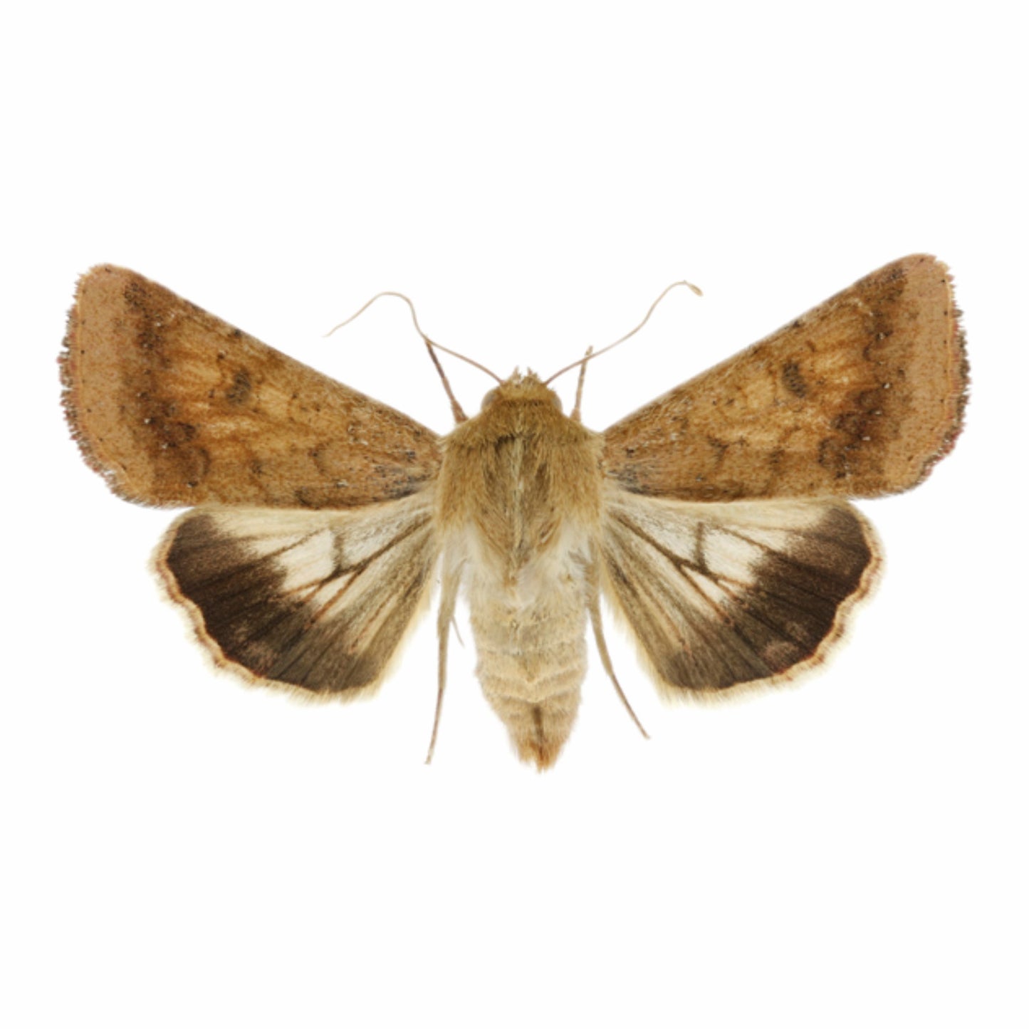 Green Revolution Helic - o - Lure / Helicoverpa Armigera Pheromone Lure