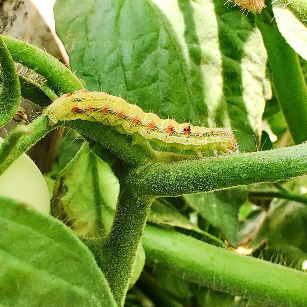 Green Revolution Helic - o - Lure / Helicoverpa Armigera Pheromone Lure