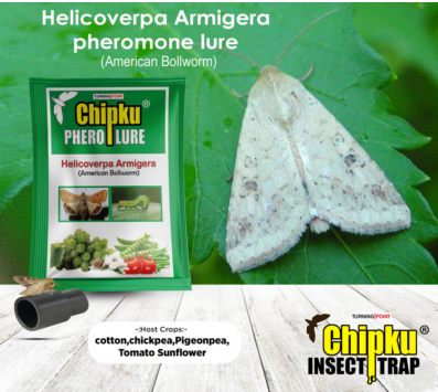 Chipku Pheromone Funnel Trap with Helicoverpa Lure Pack of 10
