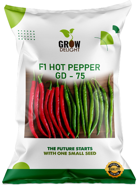 Chilli / Hot Pepper F1 GD-75