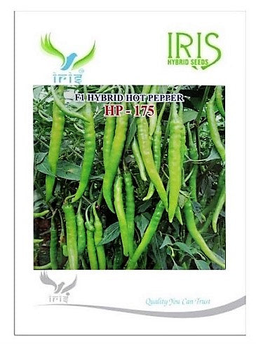 Chilli / Hot Pepper F1 Iris HP-175 10 grams