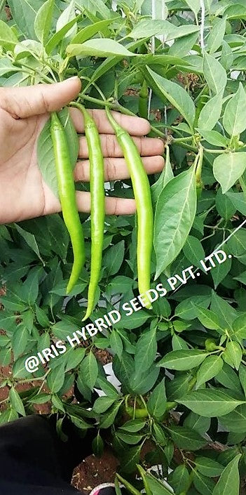 Chilli / Hot Pepper F1 Iris HP-175 10 grams