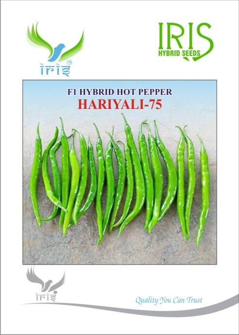 Chilli / Hot Pepper F1 Iris Hariyali-75