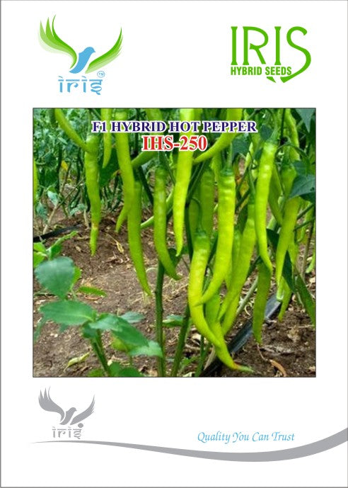 Chilli / Hot Pepper F1 Iris IHS-250 10 grams