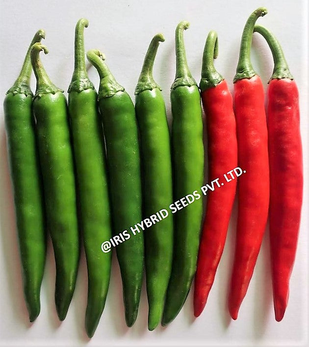 Chilli / Hot Pepper F1 Iris IHS-2454 10 grams