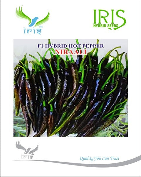 Chilli / Hot Pepper F1 Iris Niraali