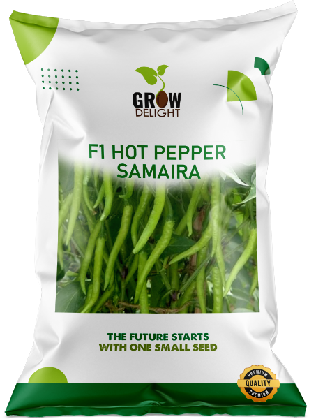 Chilli / Hot Pepper F1 Samaira