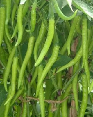 Chilli / Hot Pepper F1 Samaira