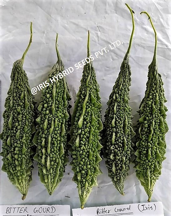 BitterGourd / Karela F1 Iris IHS-609 20 grams