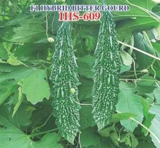 BitterGourd / Karela F1 Iris IHS-609 20 grams