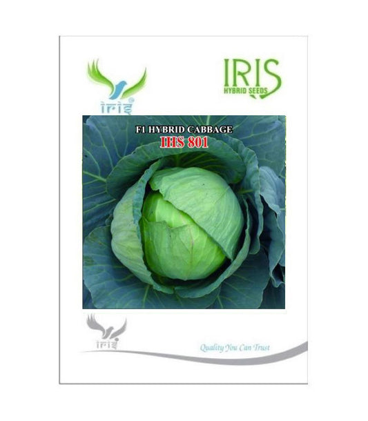 Cabbage / Patta Gobi F1 Iris IHS-801 10 grams