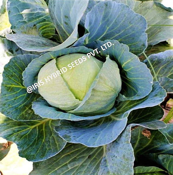 Cabbage / Patta Gobi F1 Iris IHS-801 10 grams