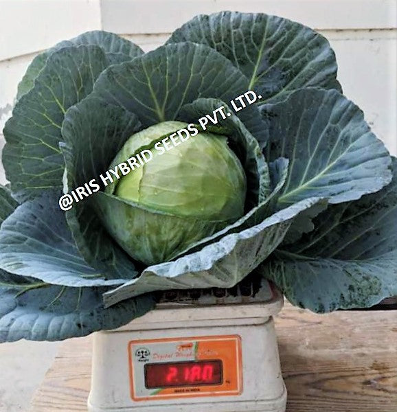 Cabbage / Patta Gobi F1 Iris IHS-801 10 grams