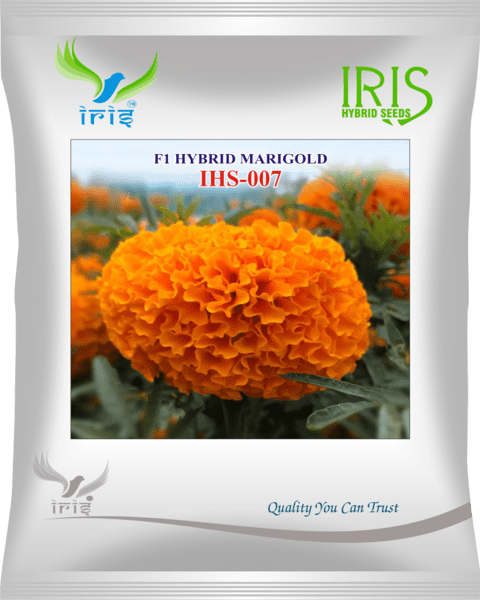 Marigold Orange Iris F1 IHS-007 - 100 seeds